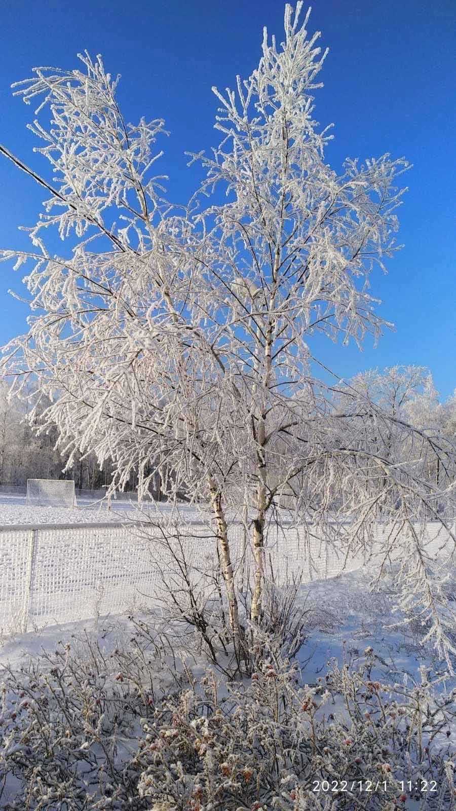 День пушистой нежности.